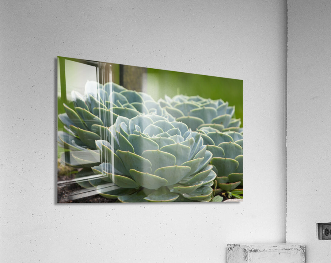 Succulent Rosettes Acrylic Print