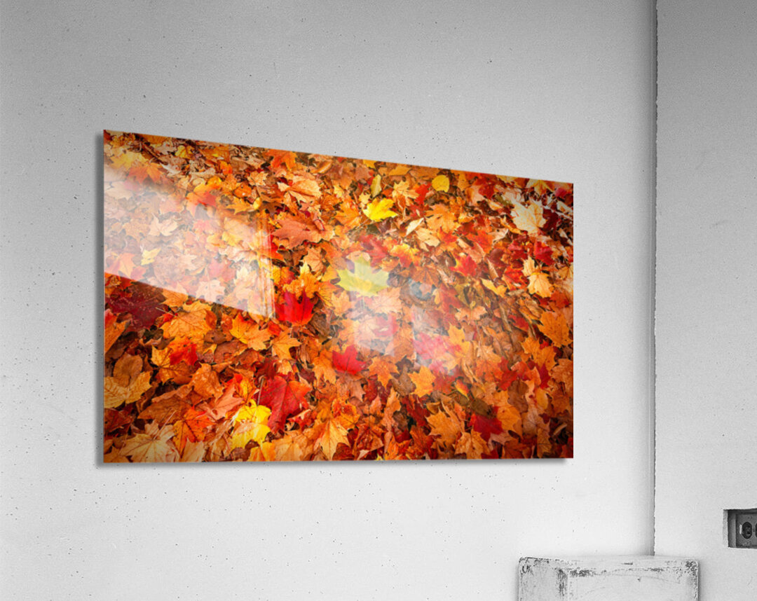 Autumn’s Golden Standout Acrylic Print