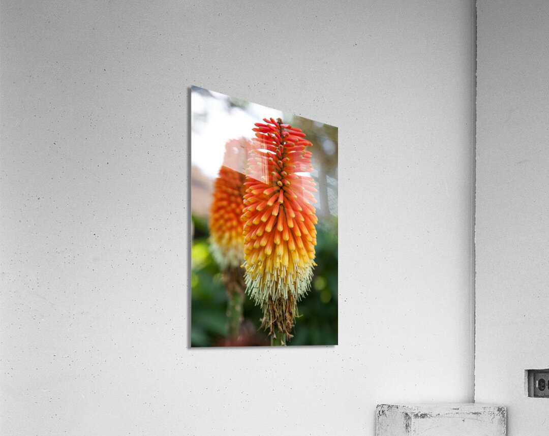 Fire Dance Bloom Acrylic Print