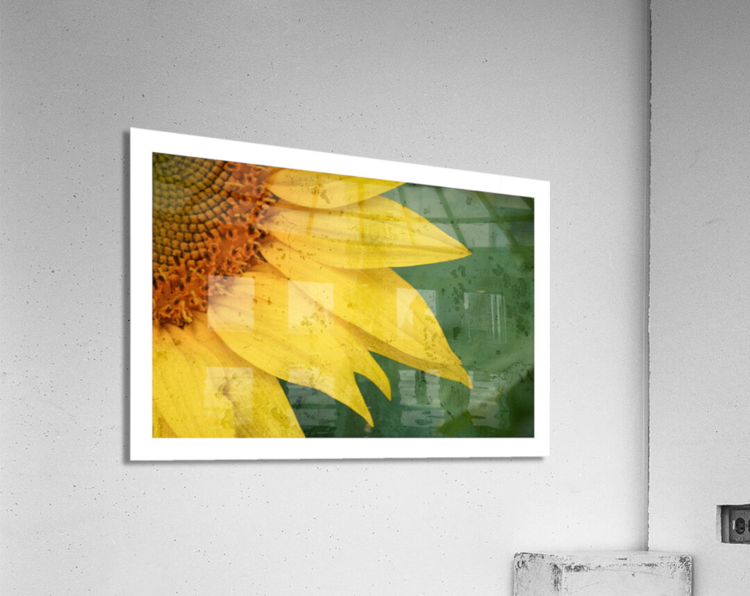 Sunflower Glow Acrylic Print