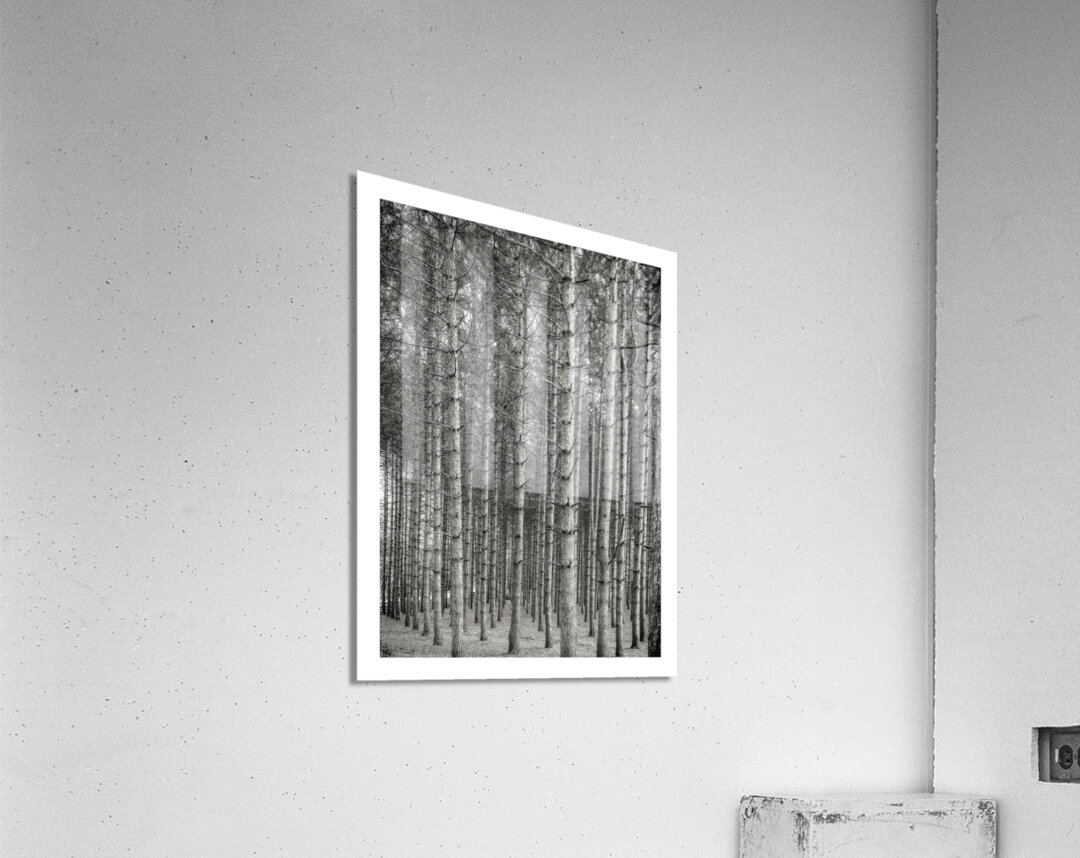 Forest Patterns Acrylic Print