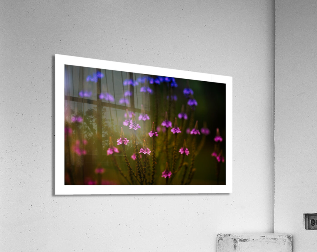 Garden Glow Acrylic Print