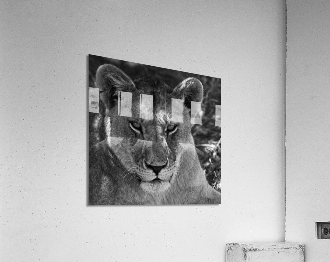 The Lioness Stare Acrylic Print