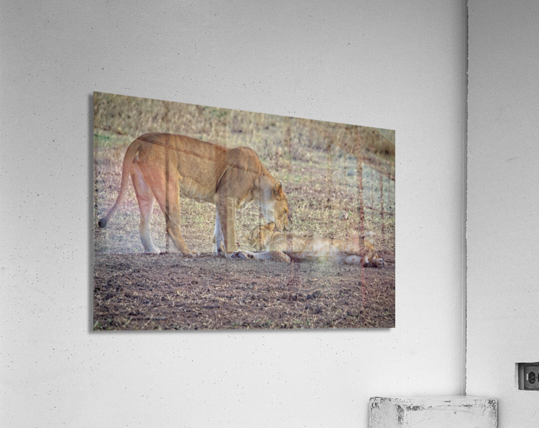 Mother’s Nudge Acrylic Print