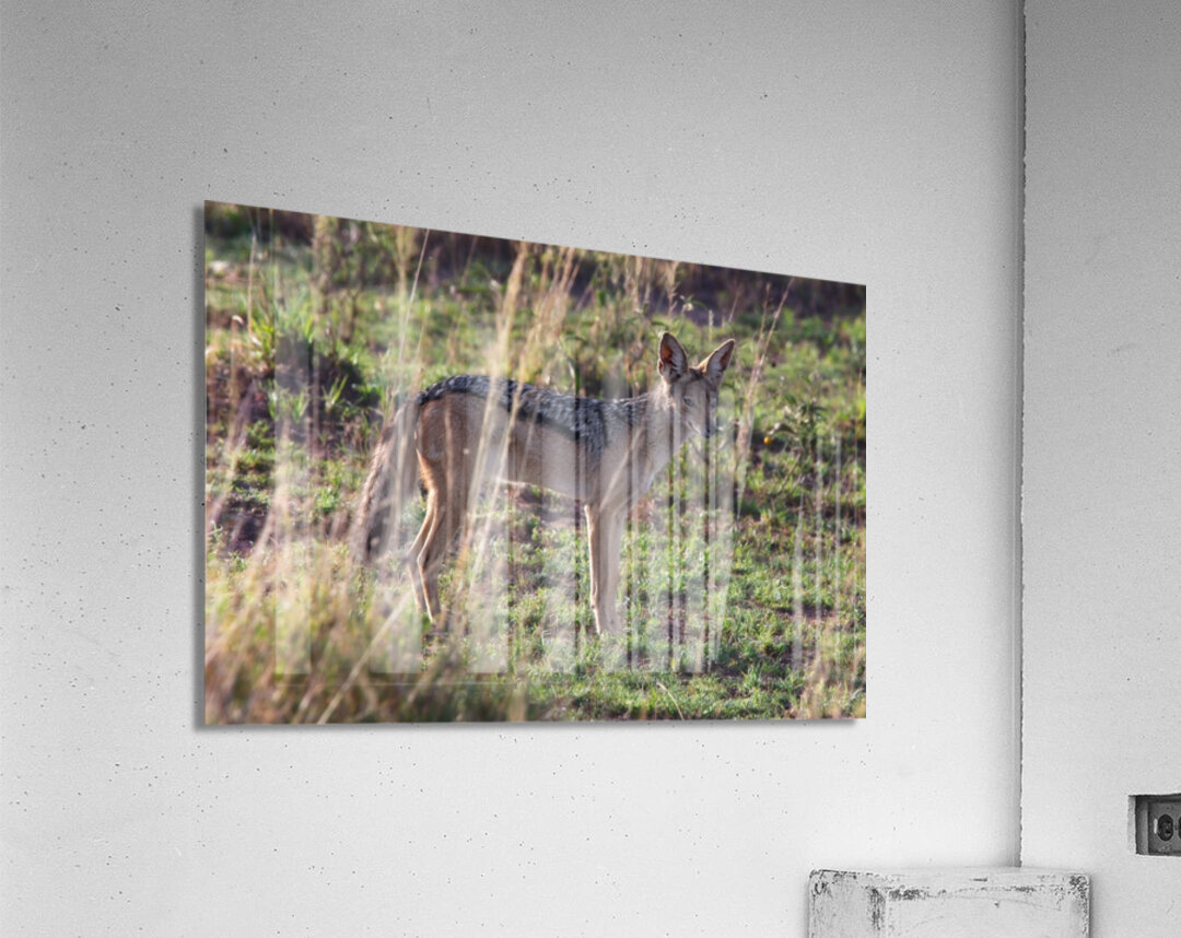 Jackal in the Grass Acrylic Print