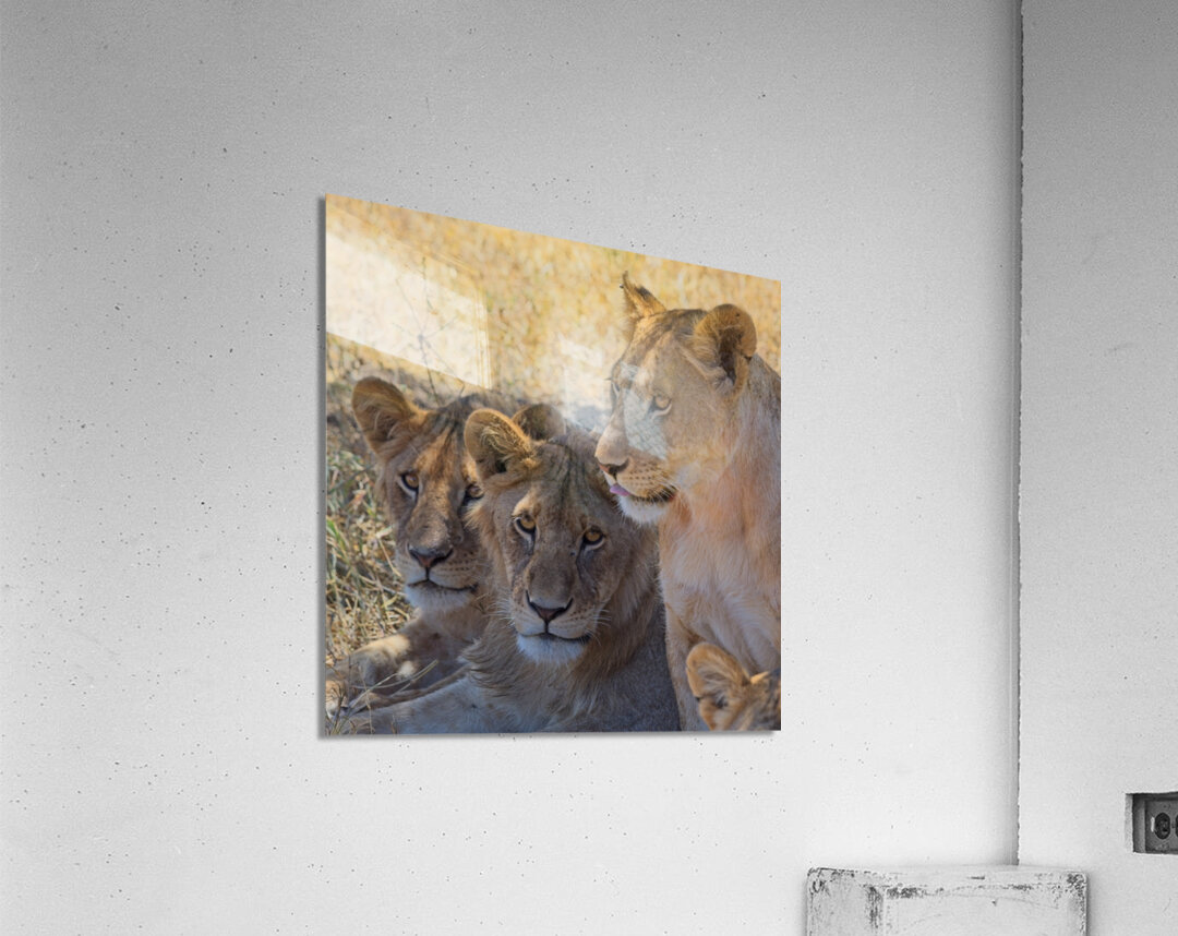 Lion Sisters Acrylic Print