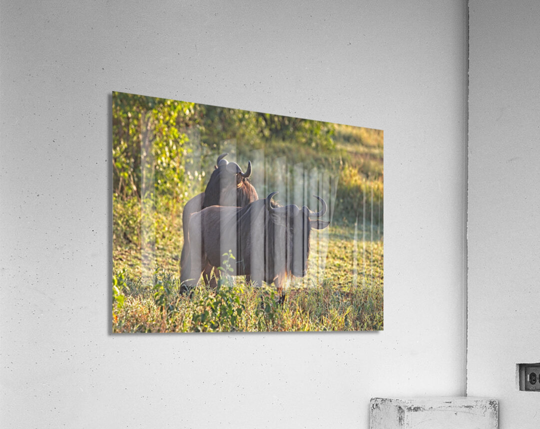 Wildebeest Pair Acrylic Print