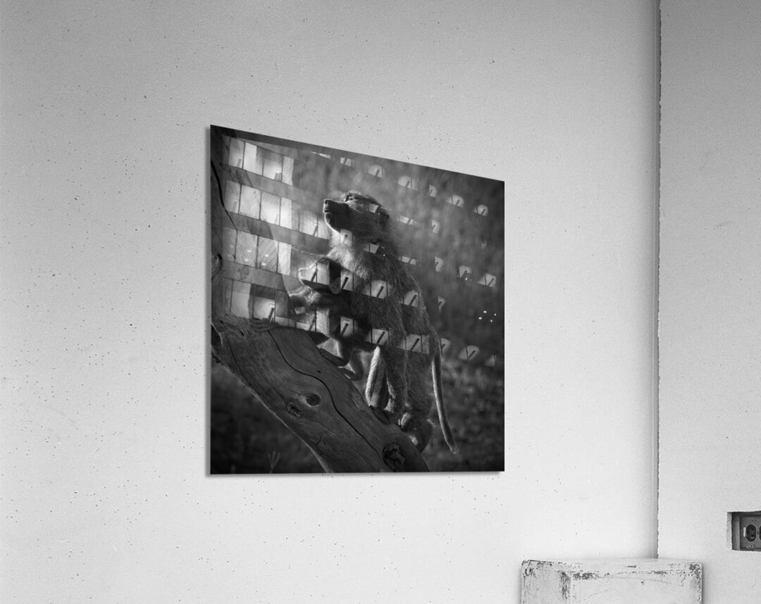 Baboons in Morning Light Acrylic Print