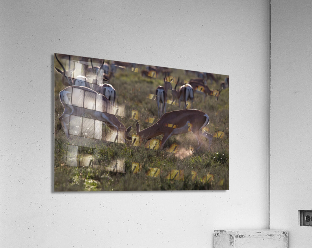 Impala Clash Acrylic Print