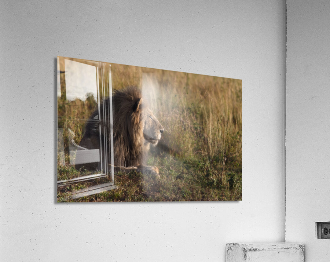 Lion in Evening Light Acrylic Print