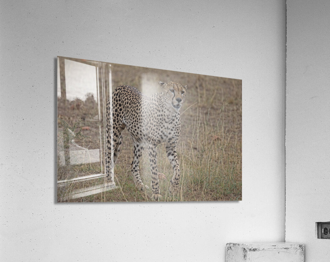 Cheetah on Patrol Acrylic Print