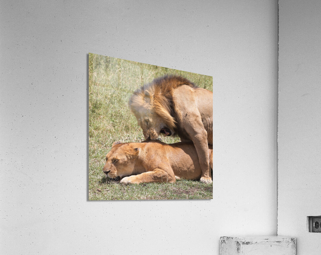 The Lions Claim Acrylic Print