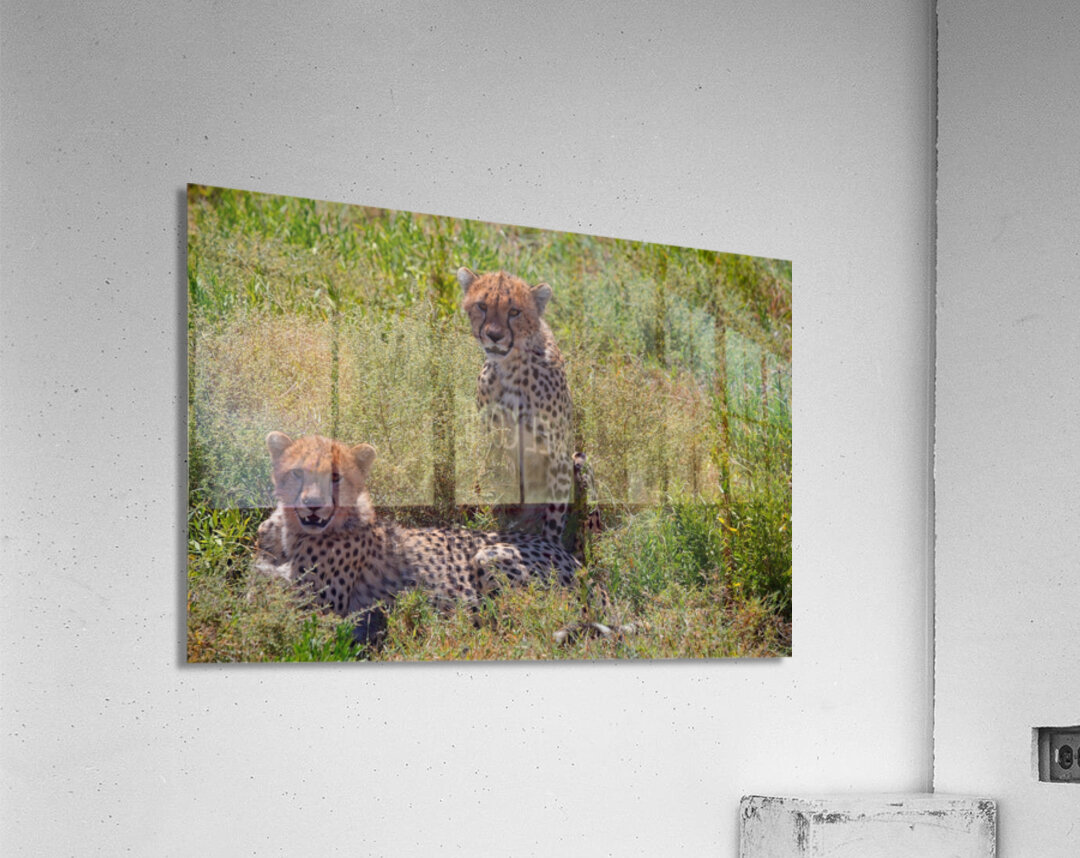 Cheetah Siblings at Rest Acrylic Print
