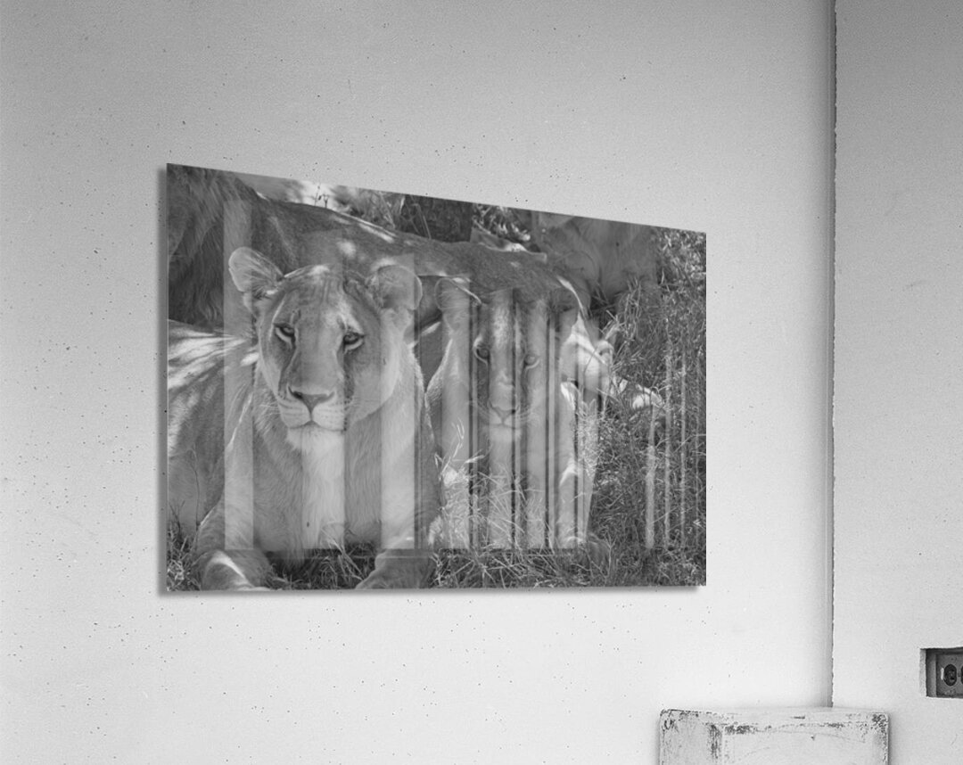 Sisters of the Savannah Acrylic Print