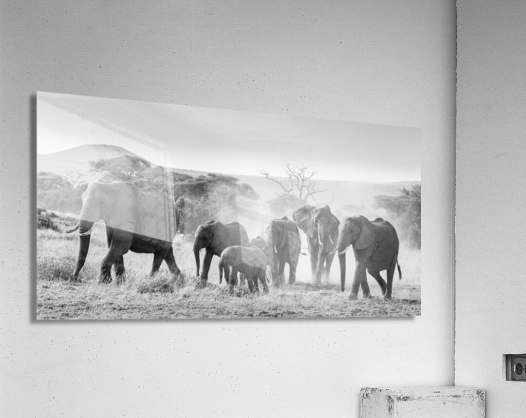 March of the Matriarchs Acrylic Print