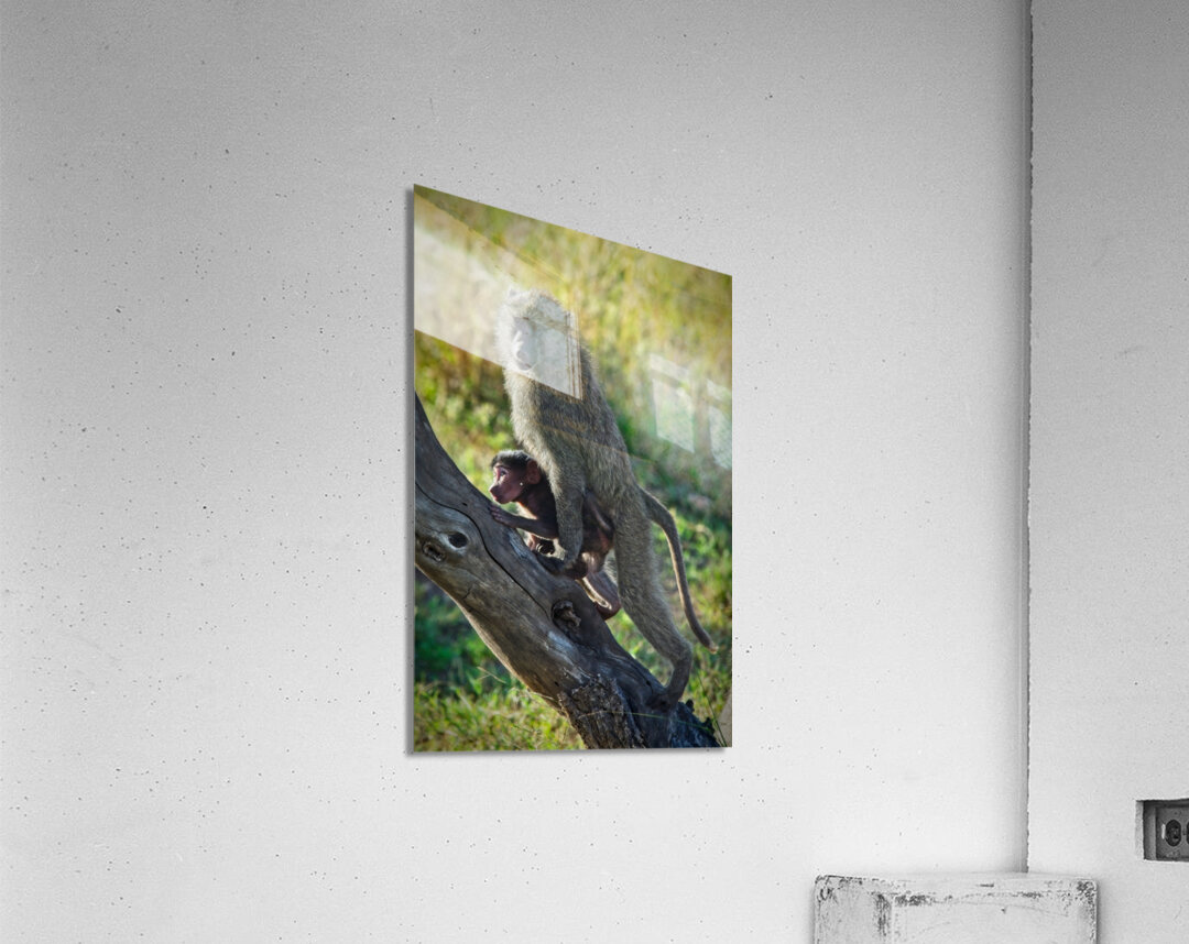 Mother’s Hold Acrylic Print