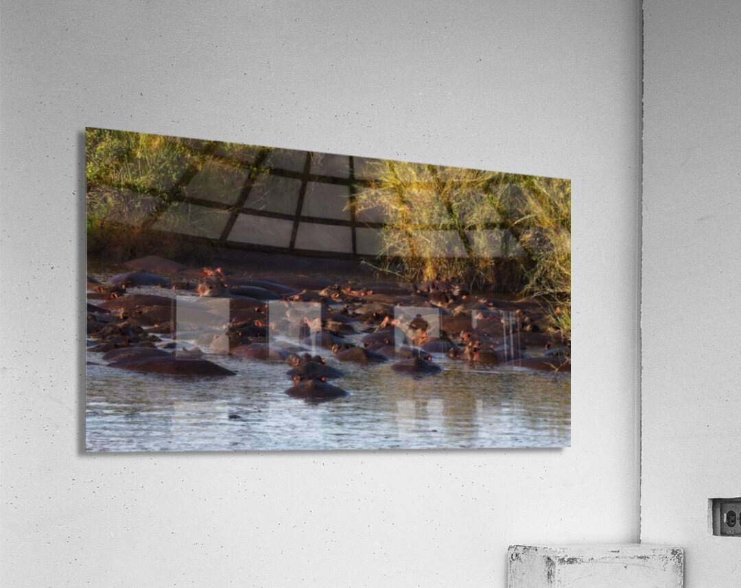 The Hippo Crowd Acrylic Print