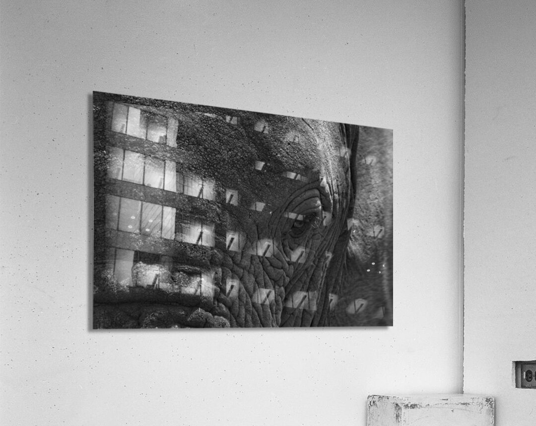 Wisdom in the Wrinkles Acrylic Print