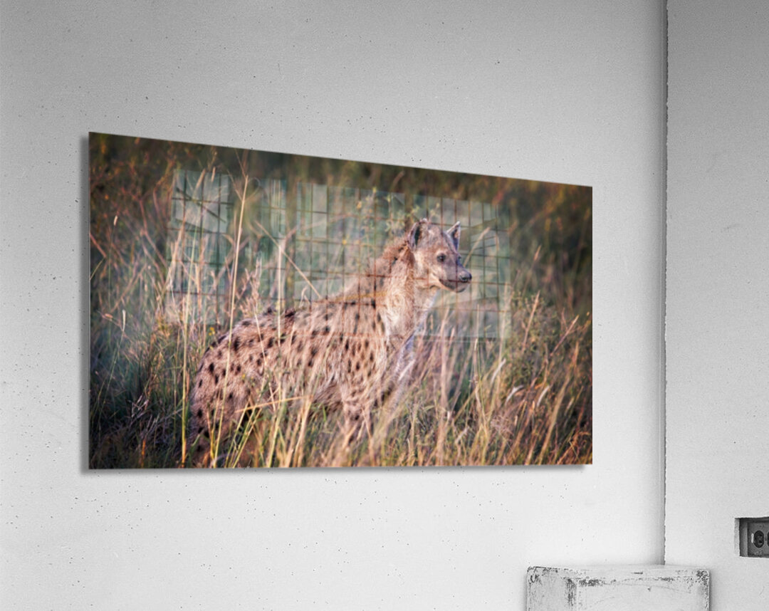 Evening Scout Acrylic Print