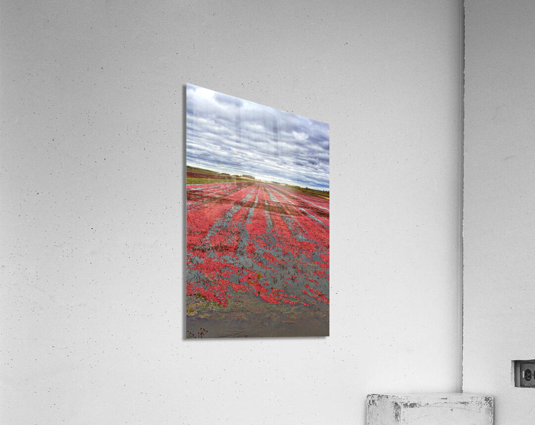 Crimson Harvest Acrylic Print