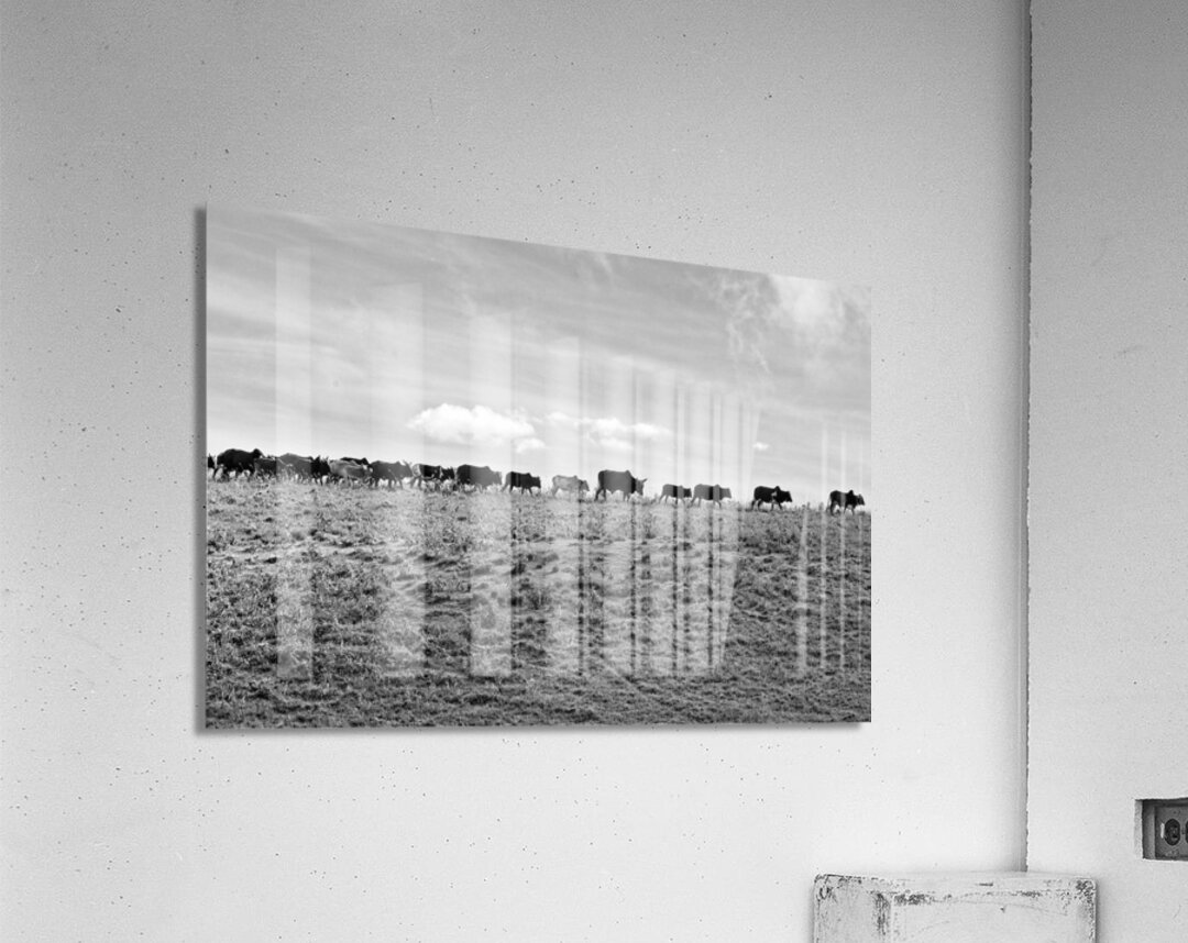 The Long Walk Home Acrylic Print