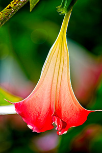 Angel’s Trumpet Glow