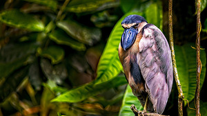 The Rainforest Dreamer