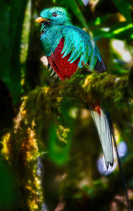 Jewel of the Cloud Forest