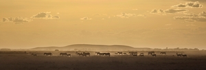 African Wildlife at Dusk
