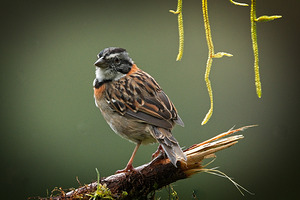 Perched in the Green Mist