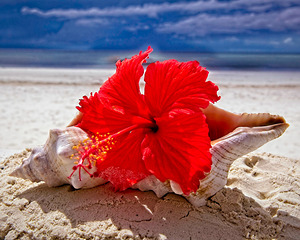 Hibiscus and Seashell Still Life
