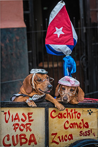 Cuban Companions