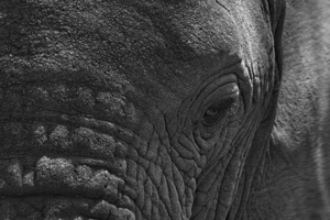 Wisdom in the Wrinkles