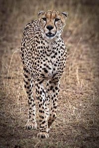 Cheetah Walk
