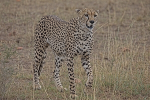 Cheetah on Patrol