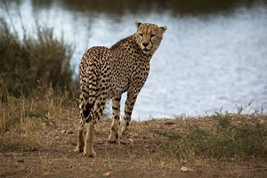 Cheetah by the Water