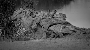 Nature’s Driftwood Sculpture