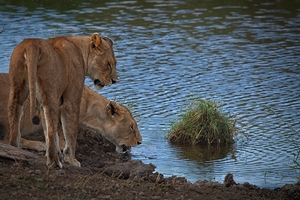 Waterfront Curiosity