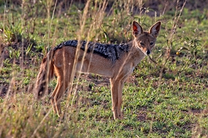 Silent Watcher of the Plains