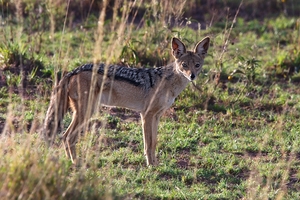 Black-Backed Jackal
