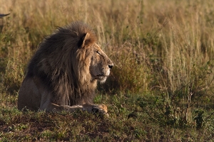 Lion in Evening Light