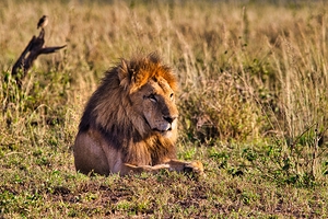 Majestic Morning King