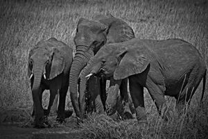 Elephants at the Waterhole