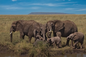 Elephant Family Gathering