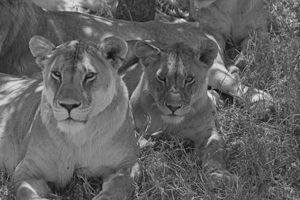 Sisters of the Savannah