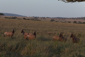 Sentinels of the Plains