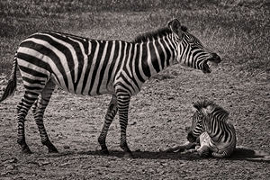 Zebras at Rest