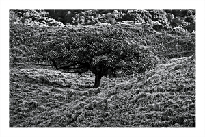 Lone Tree in the Hills