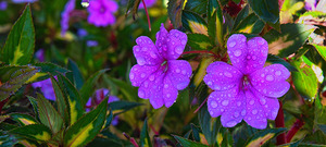 Dew-Kissed Magenta Blossoms