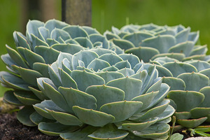 Succulent Rosettes